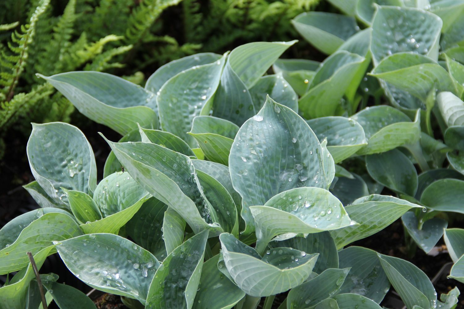 Hosta 'Big Daddy' Funkie