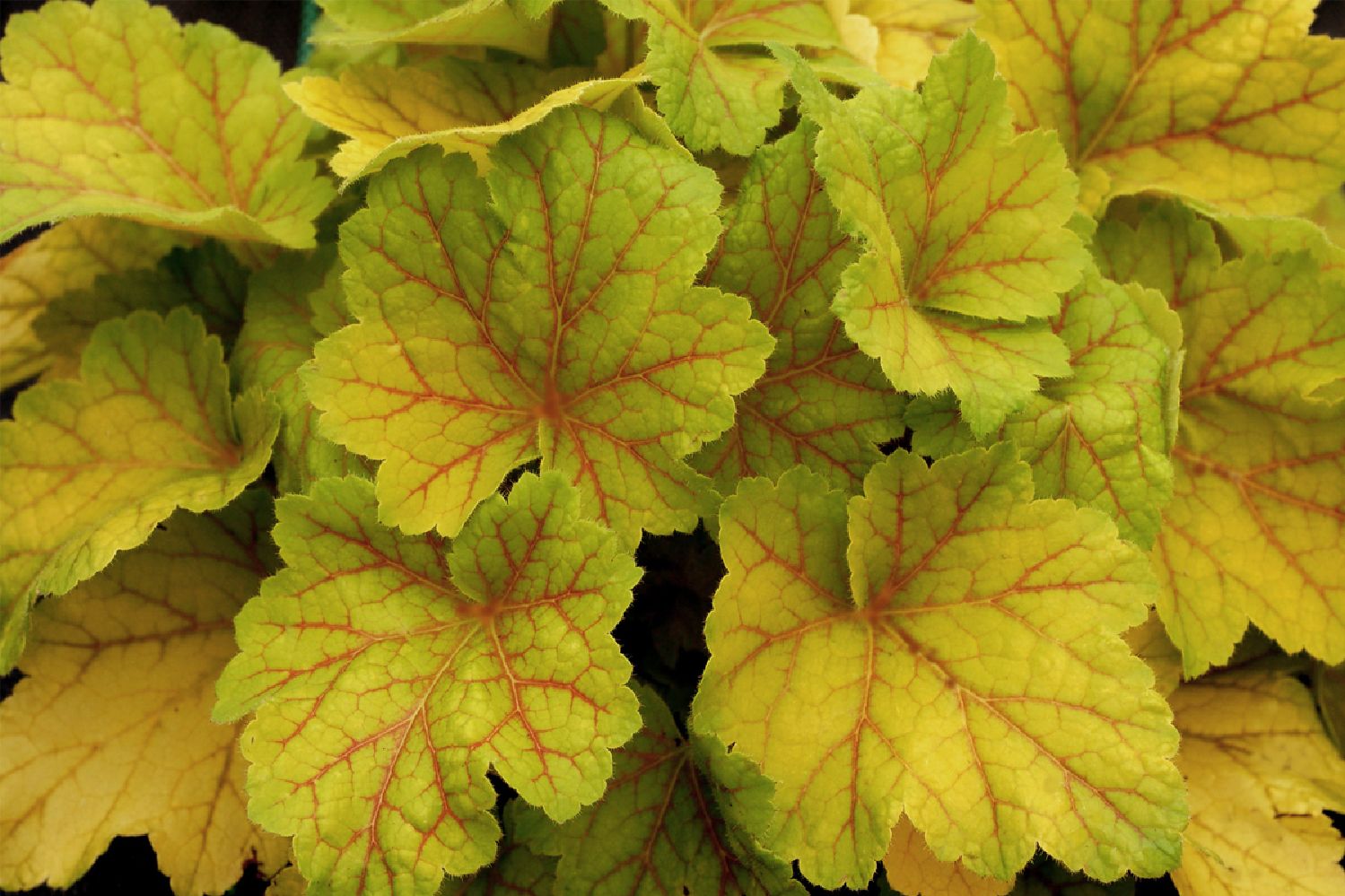 Heuchera 'Electra' Purpurglöckchen