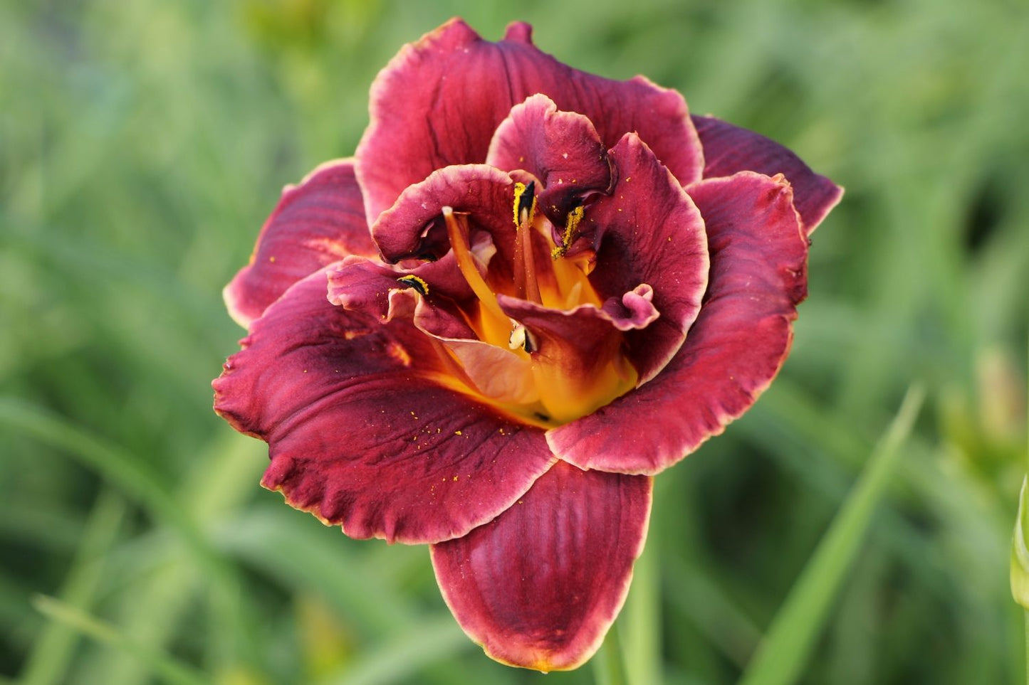 Hemerocallis 'Night Embers' Großblumige Taglilie