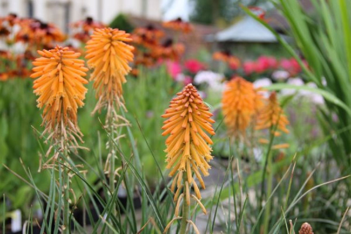 Alhambra (Urlaubsfeeling im eigenen Garten)