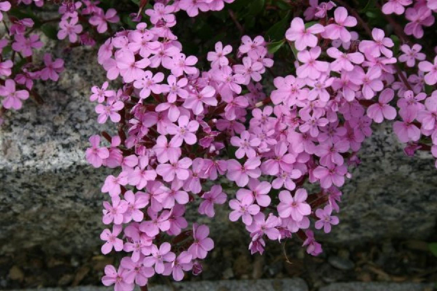 Alhambra (Urlaubsfeeling im eigenen Garten)