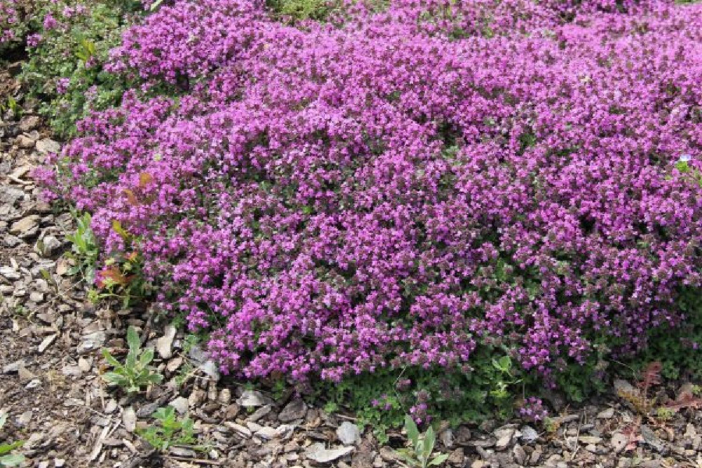 Alhambra (Urlaubsfeeling im eigenen Garten)