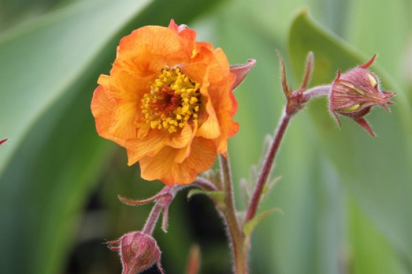 Alhambra (Urlaubsfeeling im eigenen Garten)