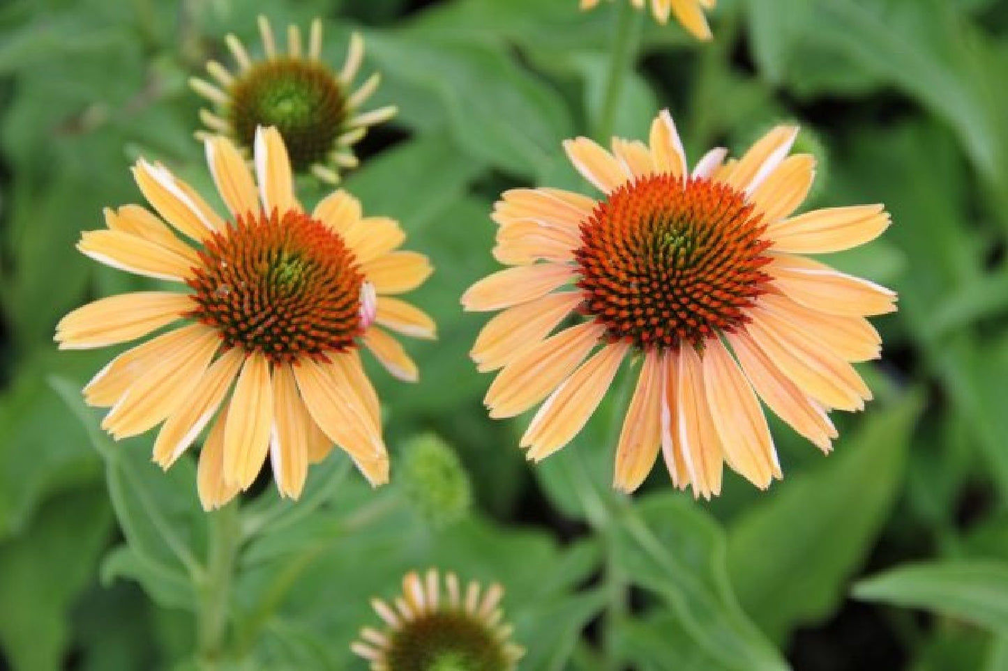 Achillea-Paket 'Sunny' (Sonnige Wärme im Beet)