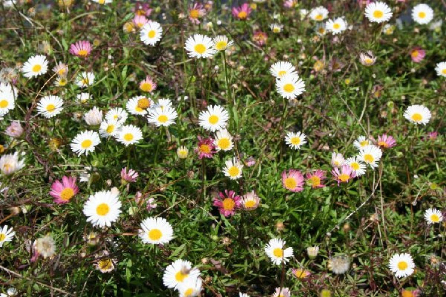 Achillea-Paket 'Sunny' (Sonnige Wärme im Beet)
