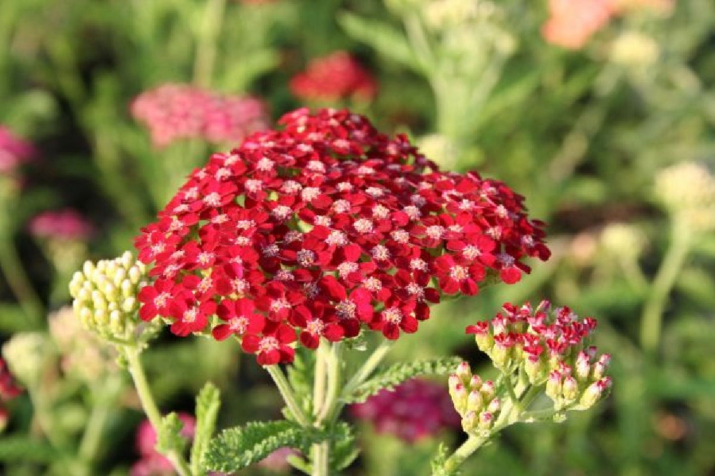 Achillea-Paket 'Happy' (Gute Laune garantiert!)