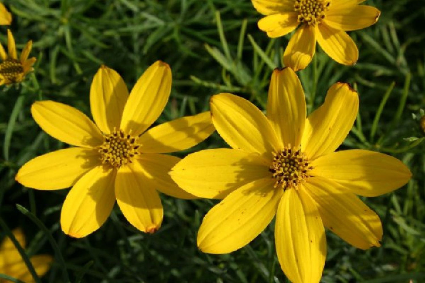 Achillea-Paket 'Happy' (Gute Laune garantiert!)