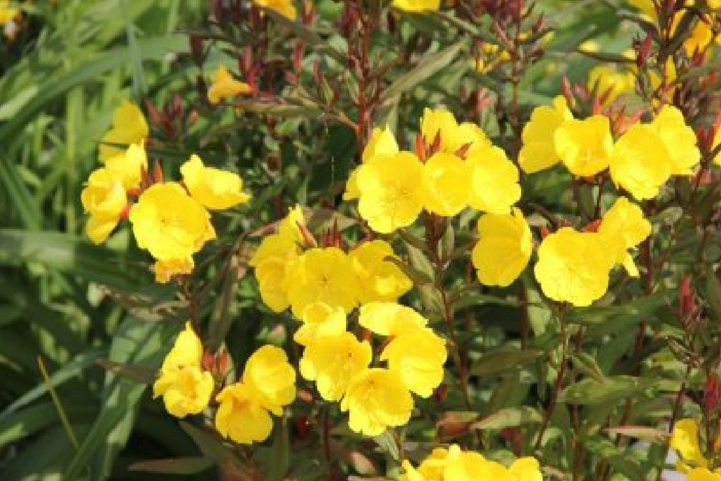 Achillea-Paket 'Happy' (Gute Laune garantiert!)