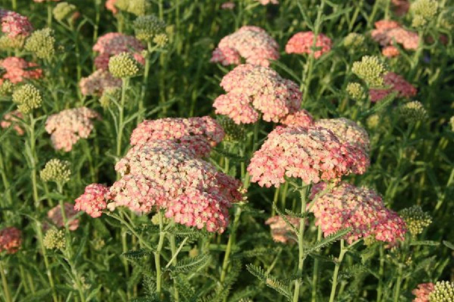Achillea-Paket 'Lovely' (Ein Gedicht in zartem Weiß-Rosa)