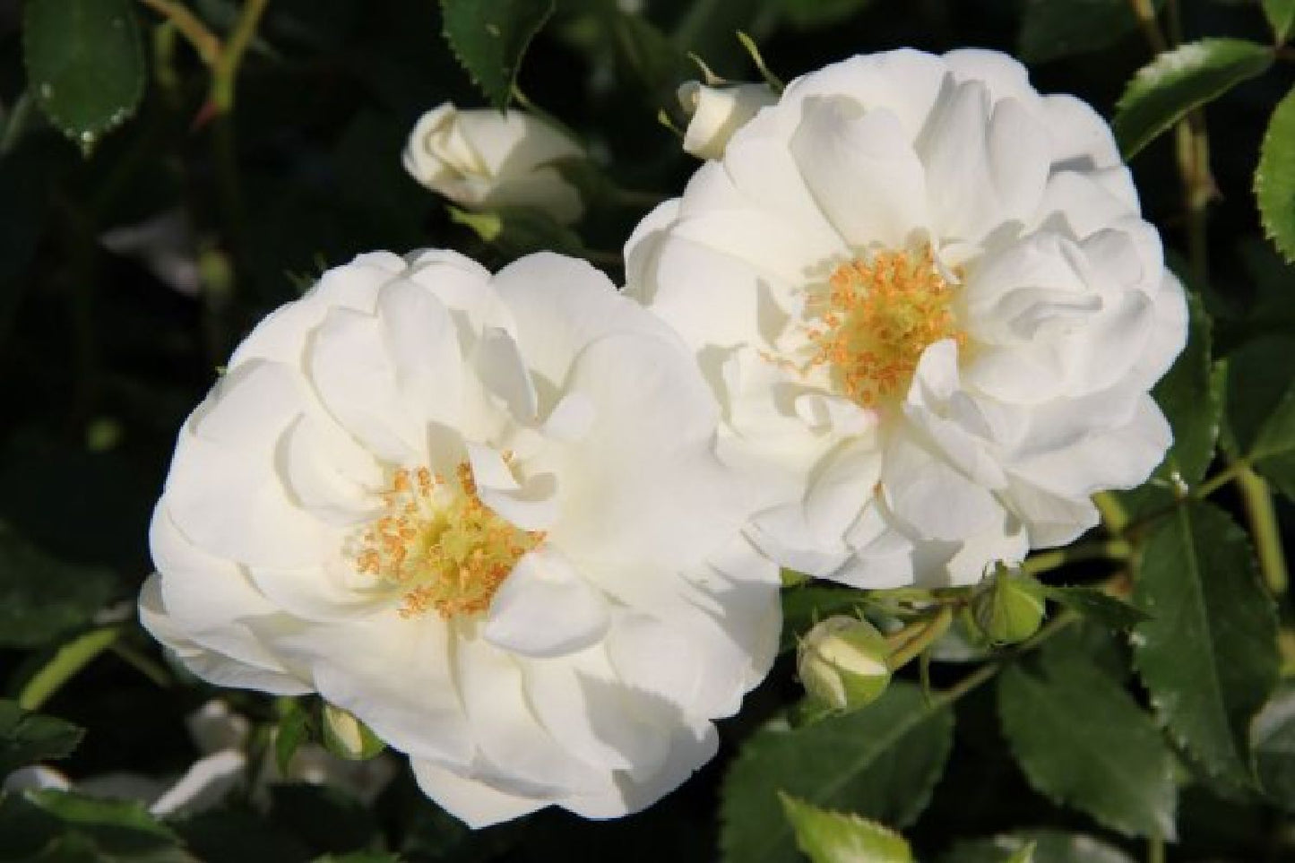 Achillea-Paket 'Lovely' (Ein Gedicht in zartem Weiß-Rosa)