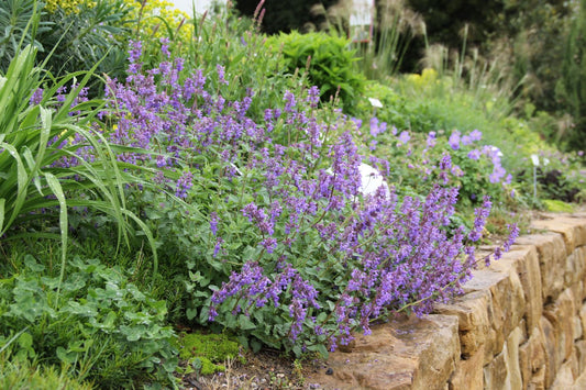Nepeta racemosa Katzenminze