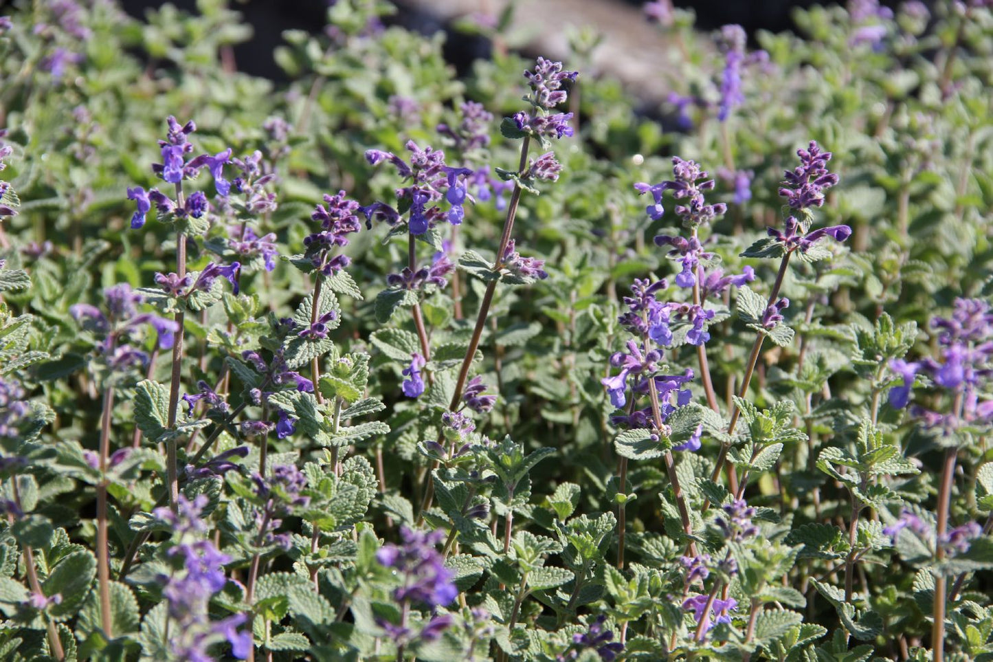 Nepeta racemosa (Katzenminze)