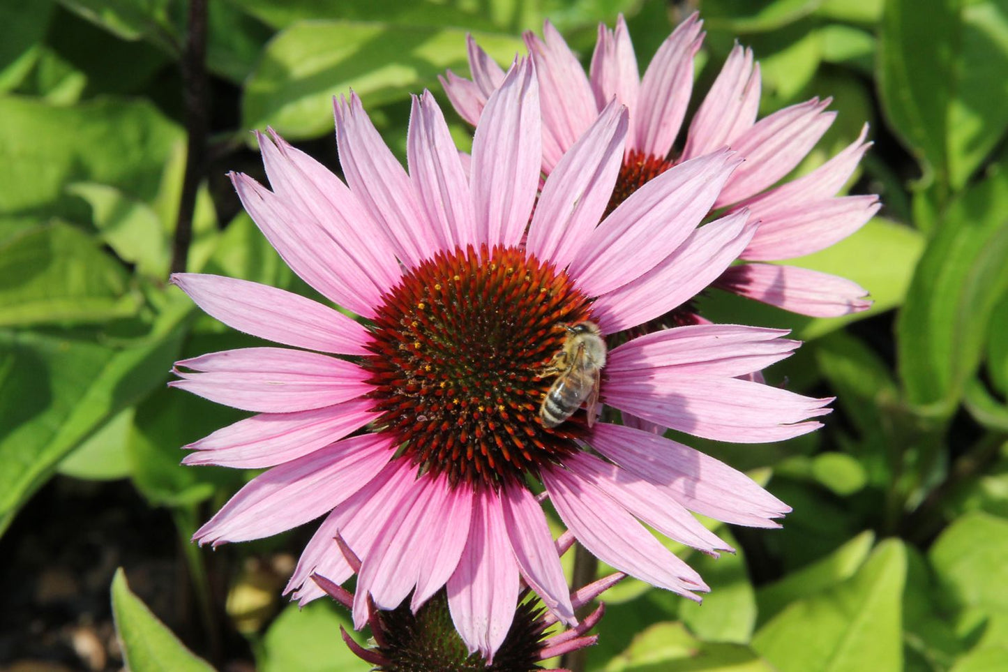 Echinacea 'Profusion' Scheinsonnenhut