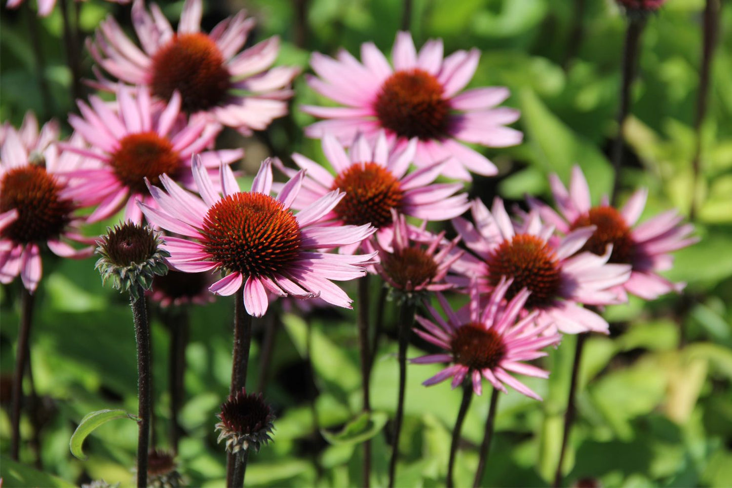 Echinacea 'Profusion' (Scheinsonnenhut)