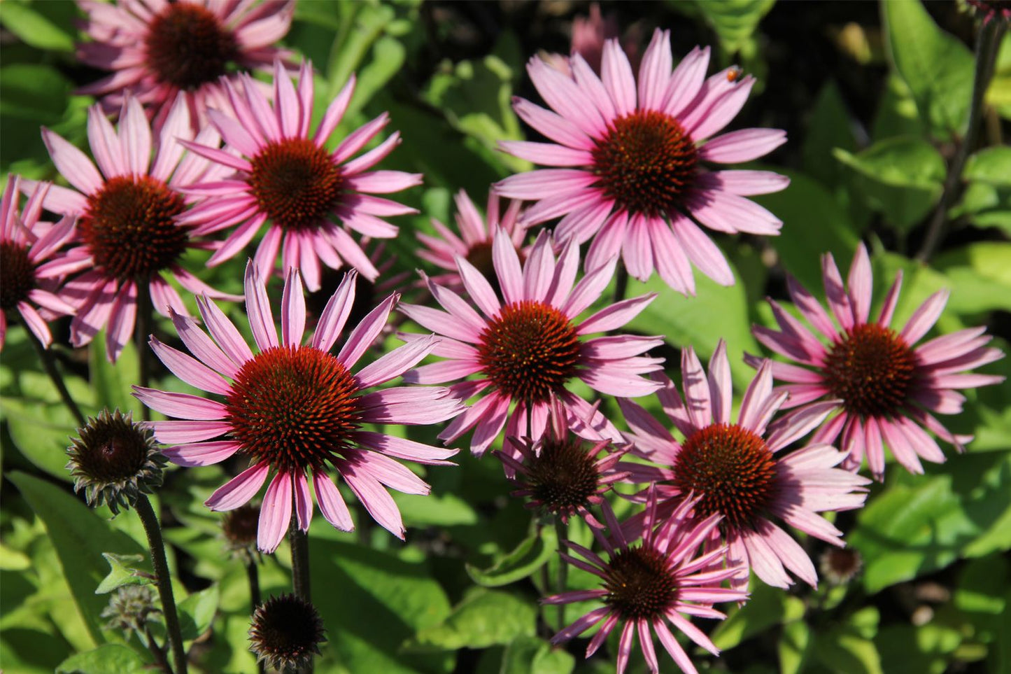Echinacea 'Profusion' (Scheinsonnenhut)