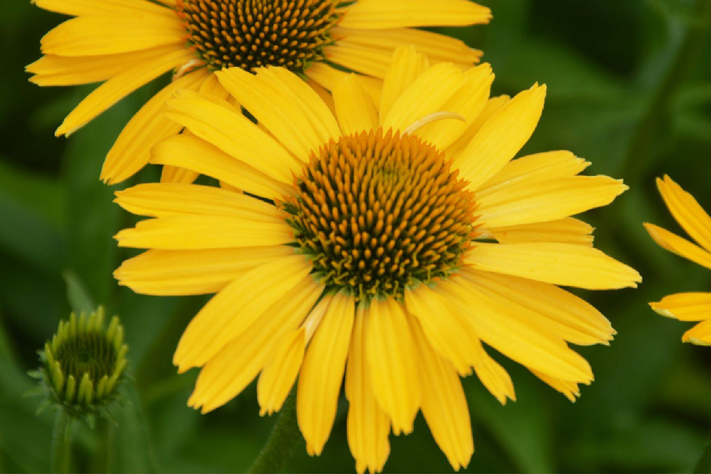 Echinacea 'Yellow Passion' Scheinsonnenhut