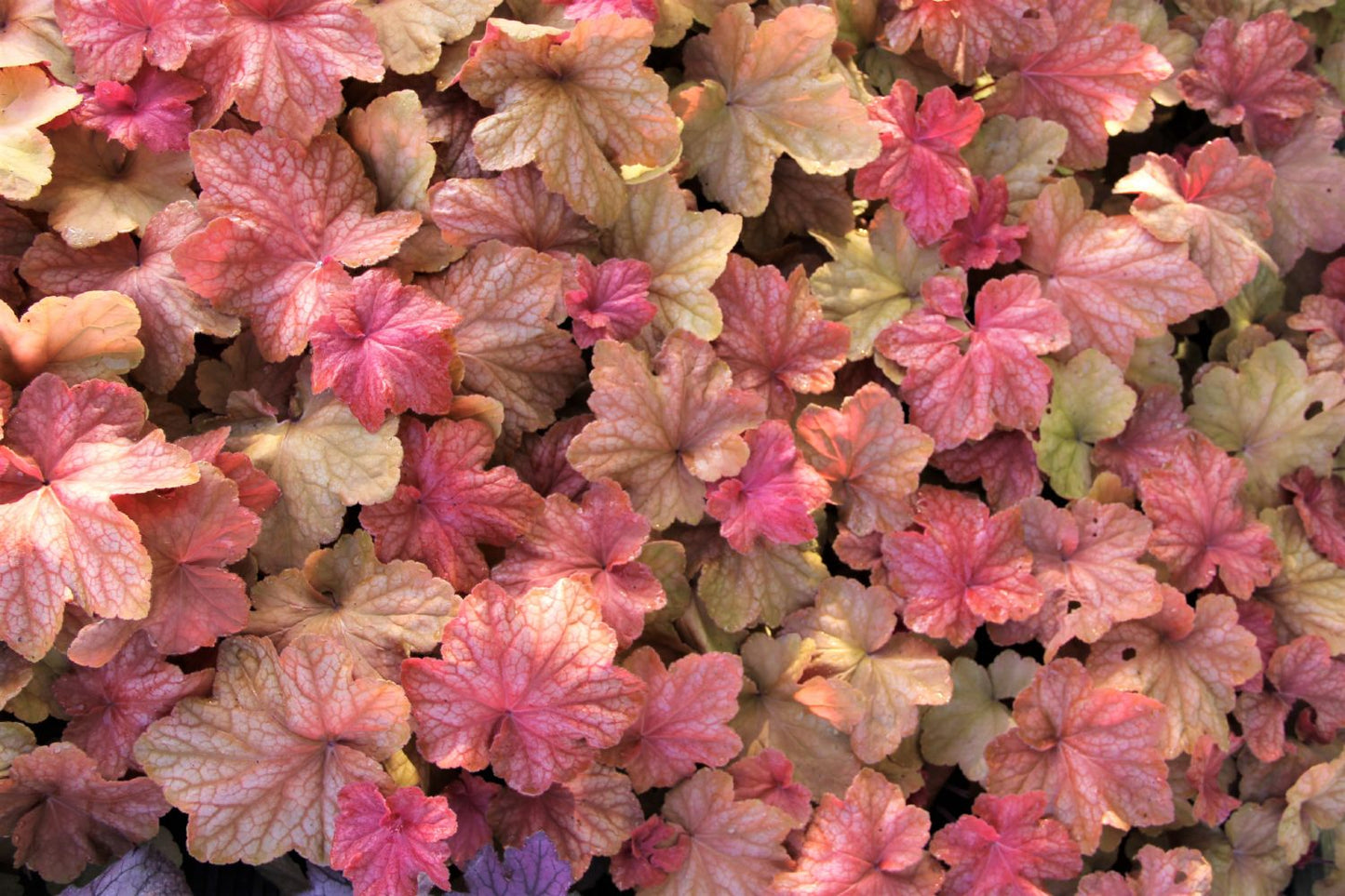 Heuchera 'Orange Dream' Purpurglöckchen
