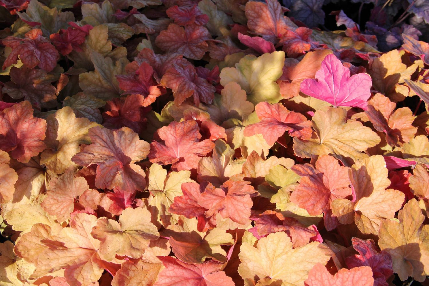 Heuchera 'Orange Dream' (Purpurglöckchen)