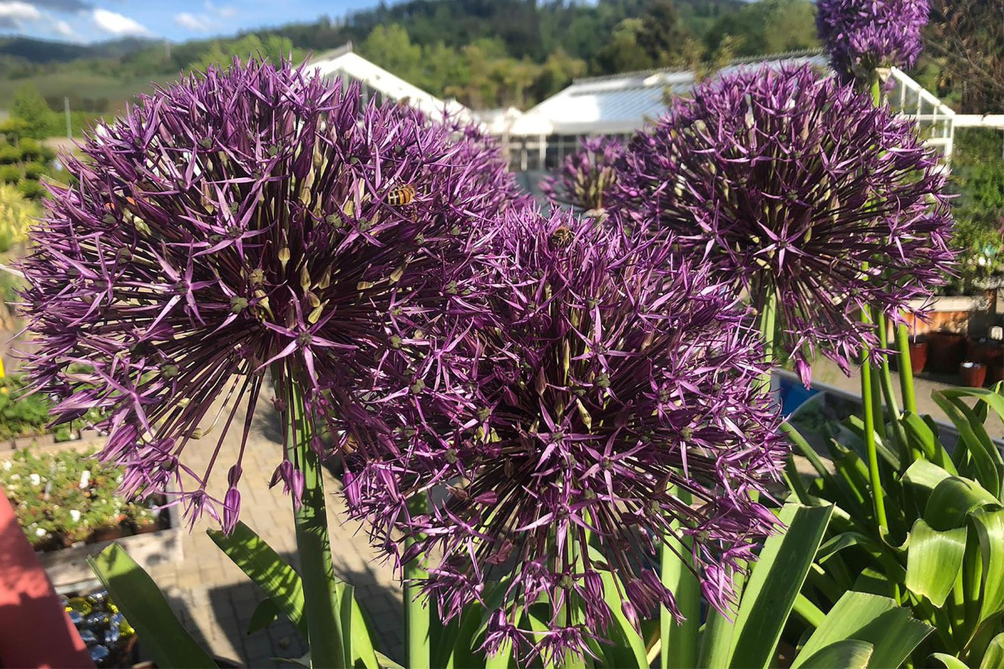 Allium 'Universe' ® Kugellauch | Zierlauch