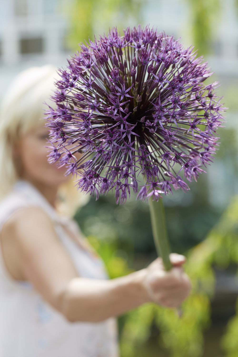 Allium 'Universe' ® (Kugellauch | Zierlauch)