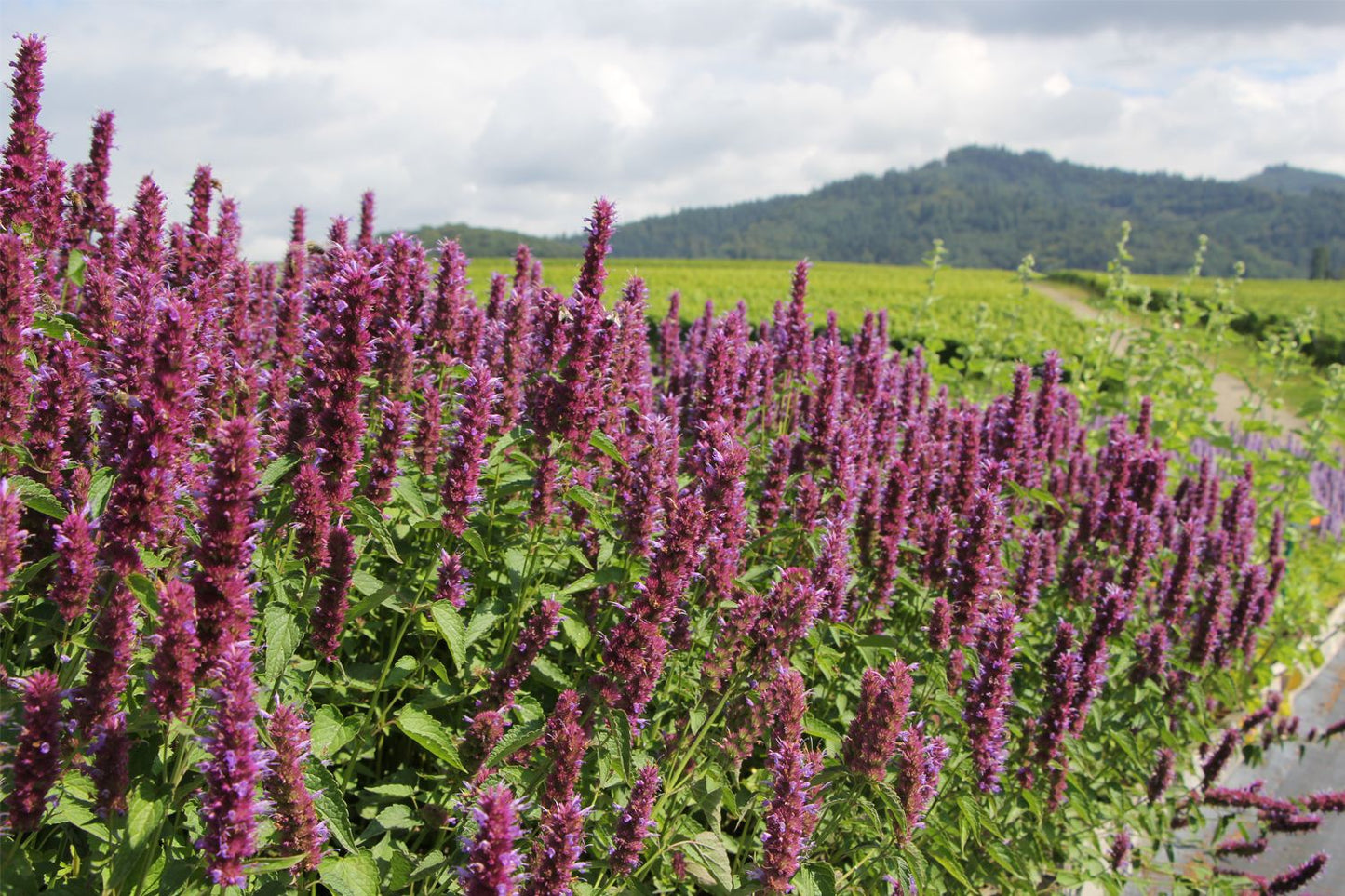 Agastache 'Beelicious Purple' Duftnessel Agastache 'Beelicious Purple' Duftnessel