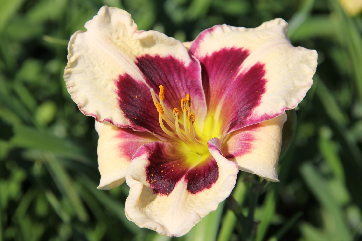 Hemerocallis 'Celebration of Angels' Großblumige Taglilie