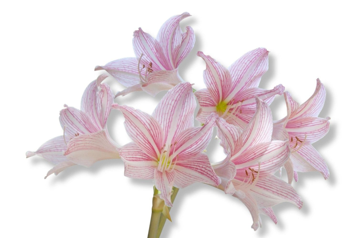 Hippeastrum rosa/weiß Amaryllis | Ritterstern