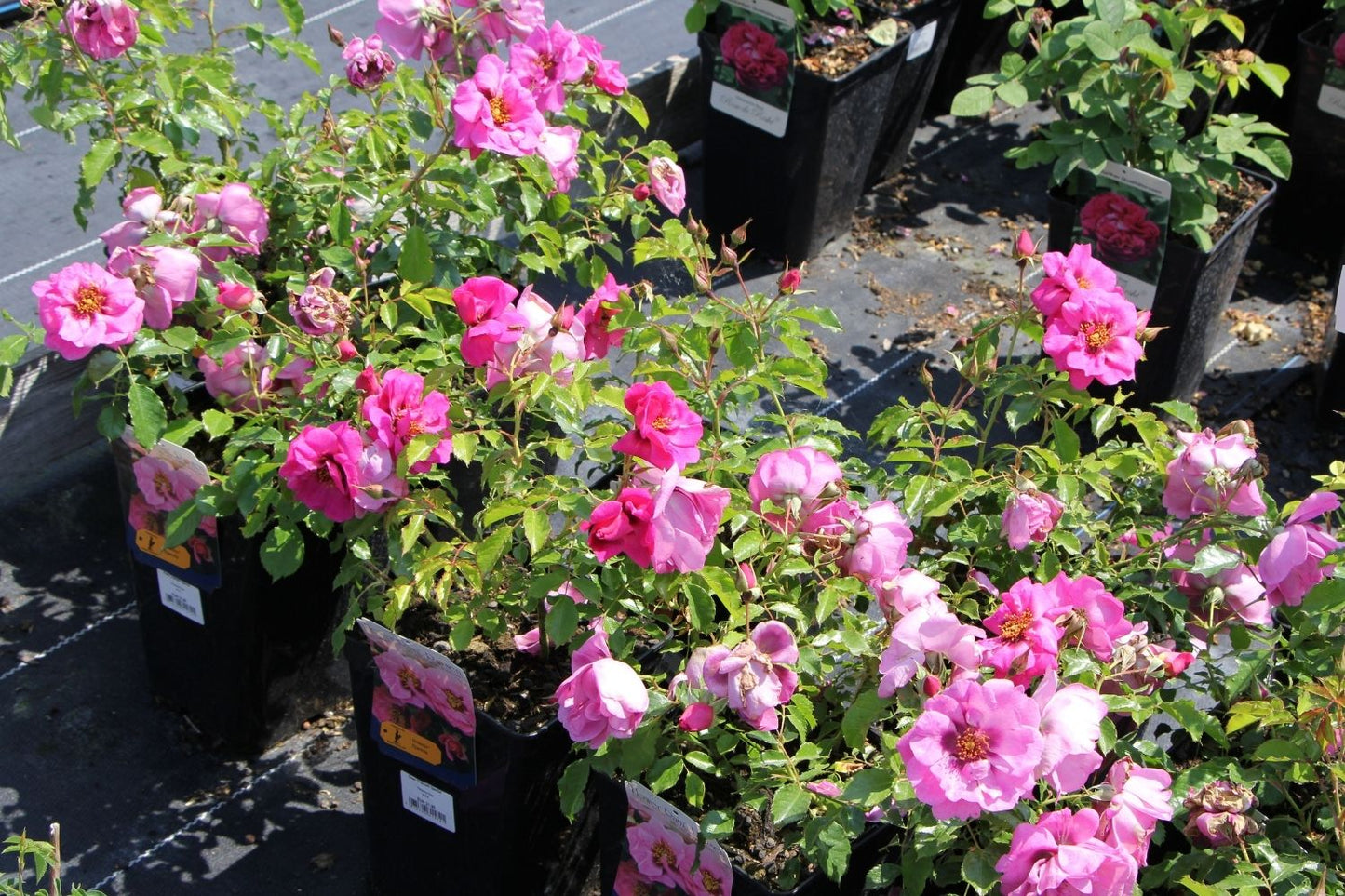 Rose 'Orienta® Djamila' (Persische Rose)
