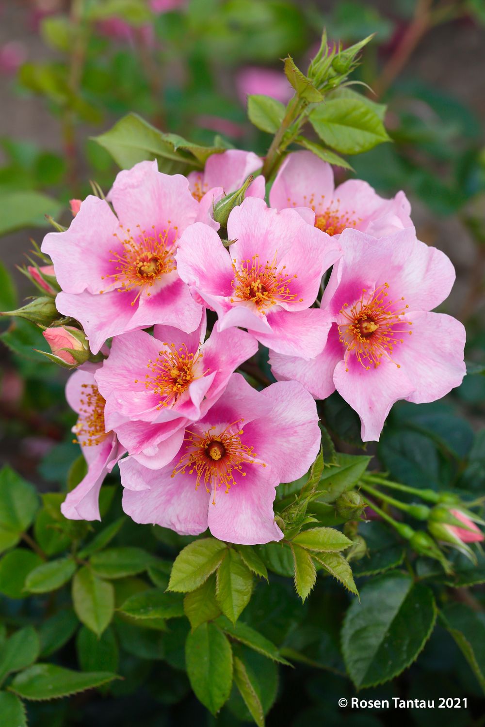 Rose 'Orienta® Laila' (Persische Rose)