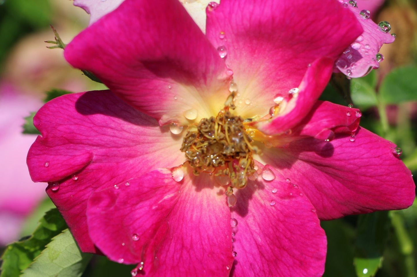 Rose 'Weg der Sinne' ® (Bodendeckerrose)