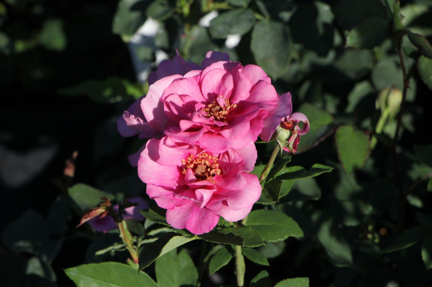 Rose 'Orienta® Aladdin' Kletterrose
