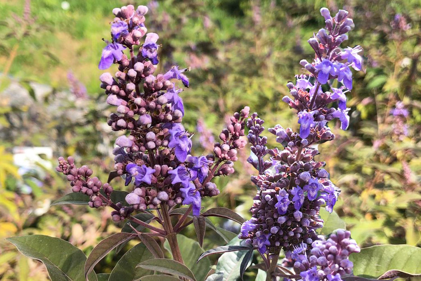 Vitex 'Flip Side' Mönchspfeffer Vitex 'Flip Side' Mönchspfeffer