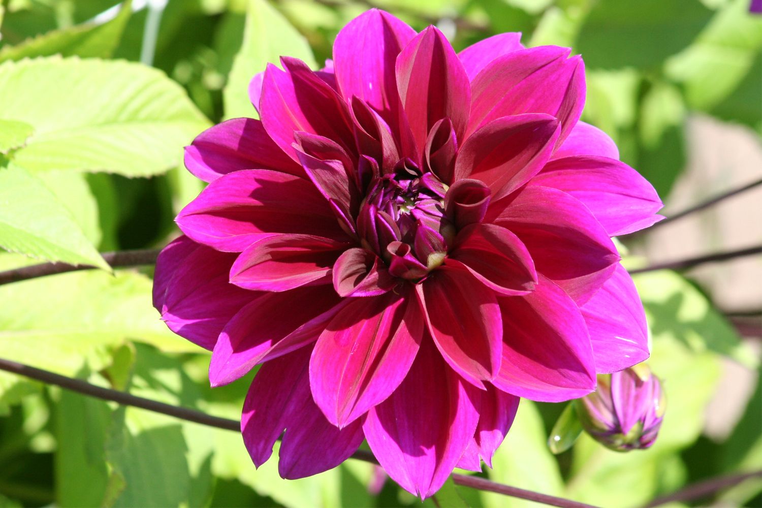 Dahlia 'Thomas A. Edison' Schmuckdahlie