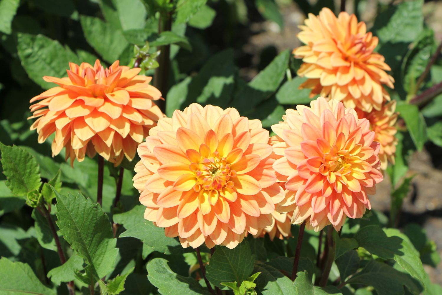 Dahlia 'Summer Flame' Niedrige Dahlie