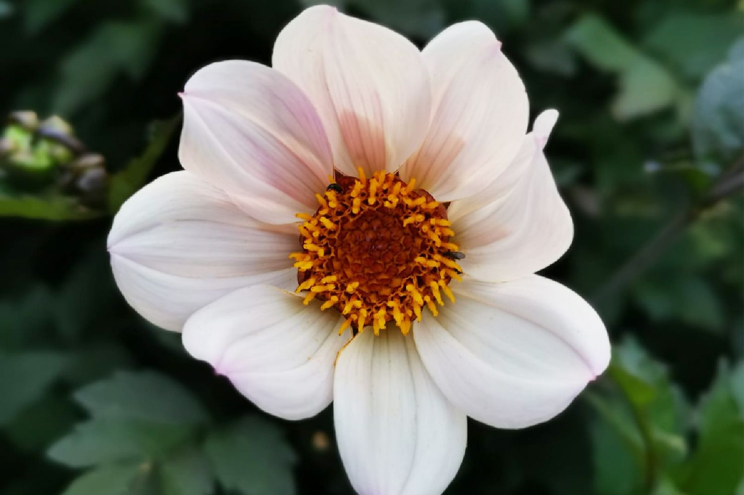 Dahlia 'Happy Single Princess' Einfache Dahlie