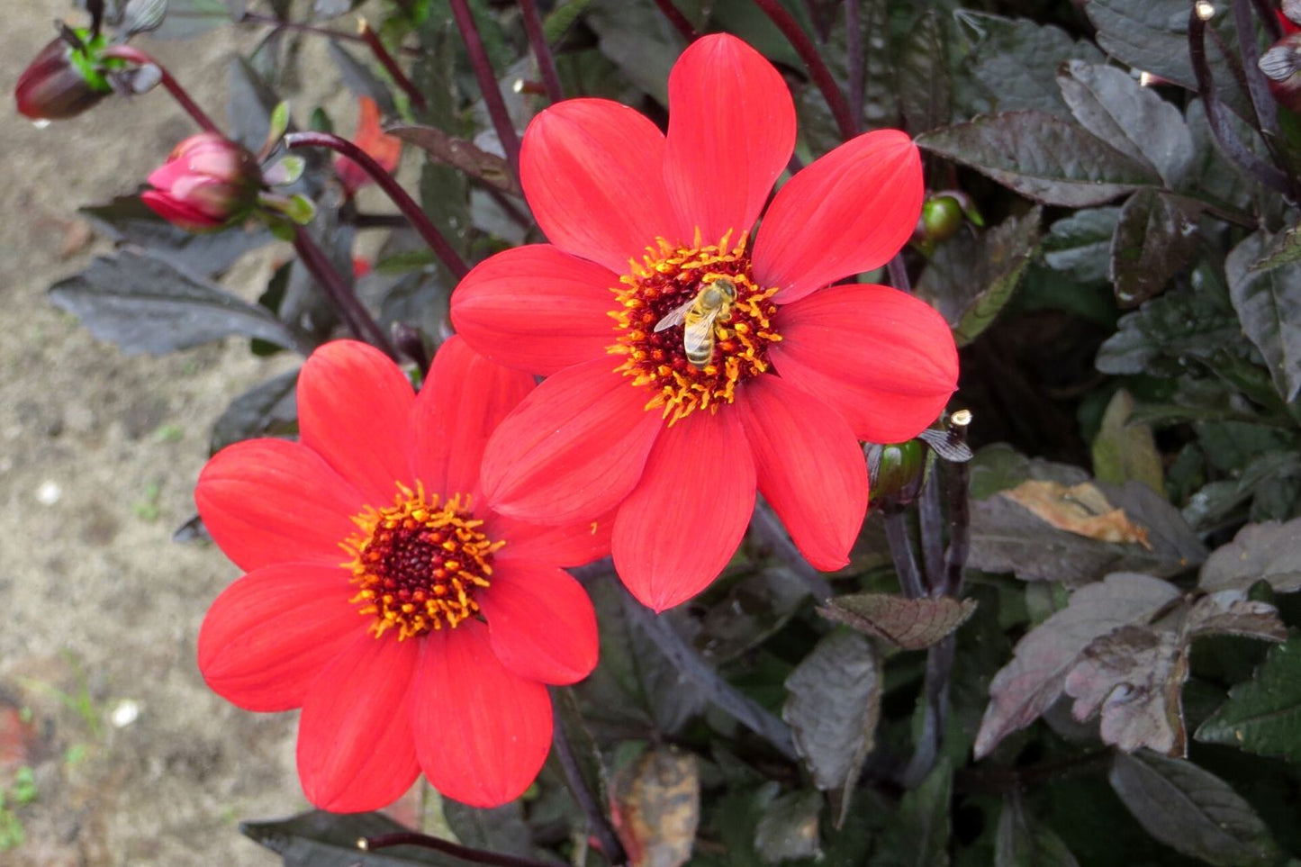 Dahlia 'Happy Days Scarlet' Einfachblühende Dahlie