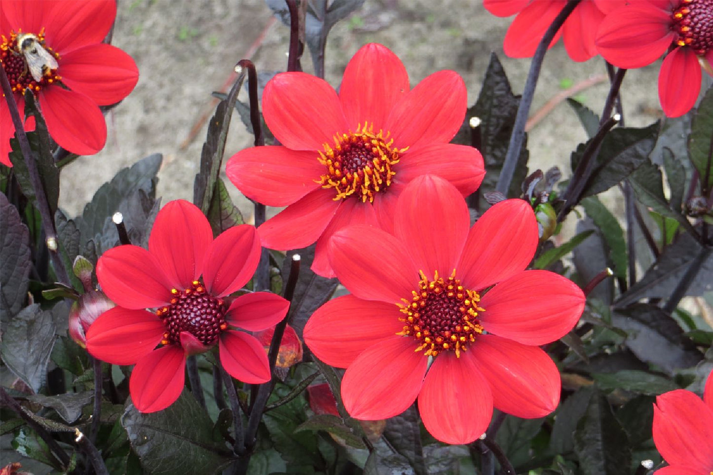 Dahlia 'Happy Days Scarlet' (Einfachblühende Dahlie)