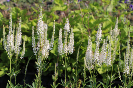 Veronicastrum virginicum 'Diana' Kandelaberehrenpreis