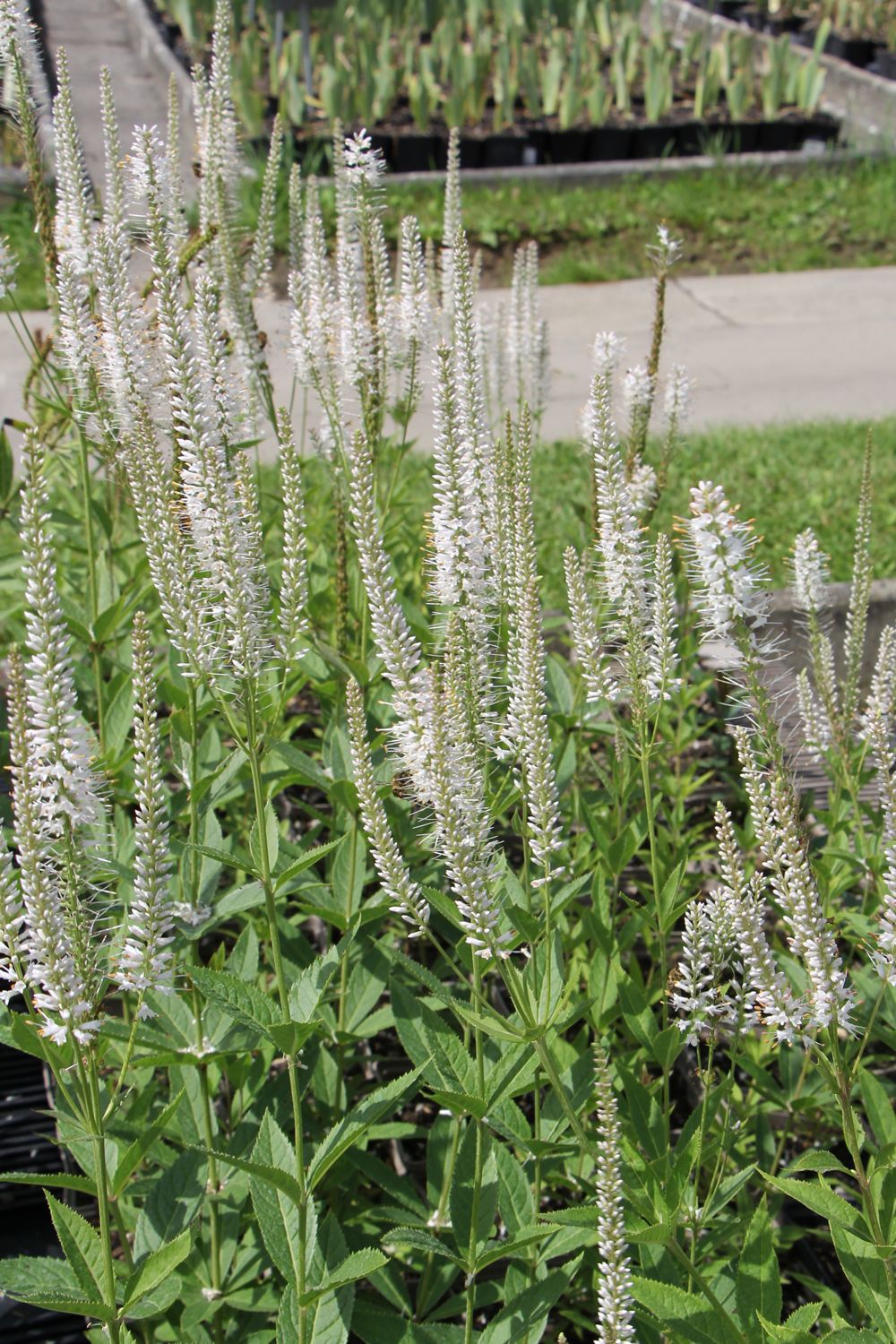 Veronicastrum virginicum 'Diana' (Kandelaberehrenpreis)