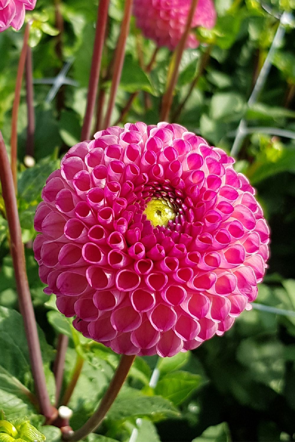 Dahlia 'Burlesca' Pompon-Dahlie