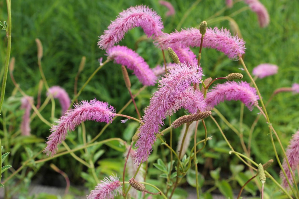 Sanguisorba hakusanensis 'Lilac Squirrel' Wiesenknopf