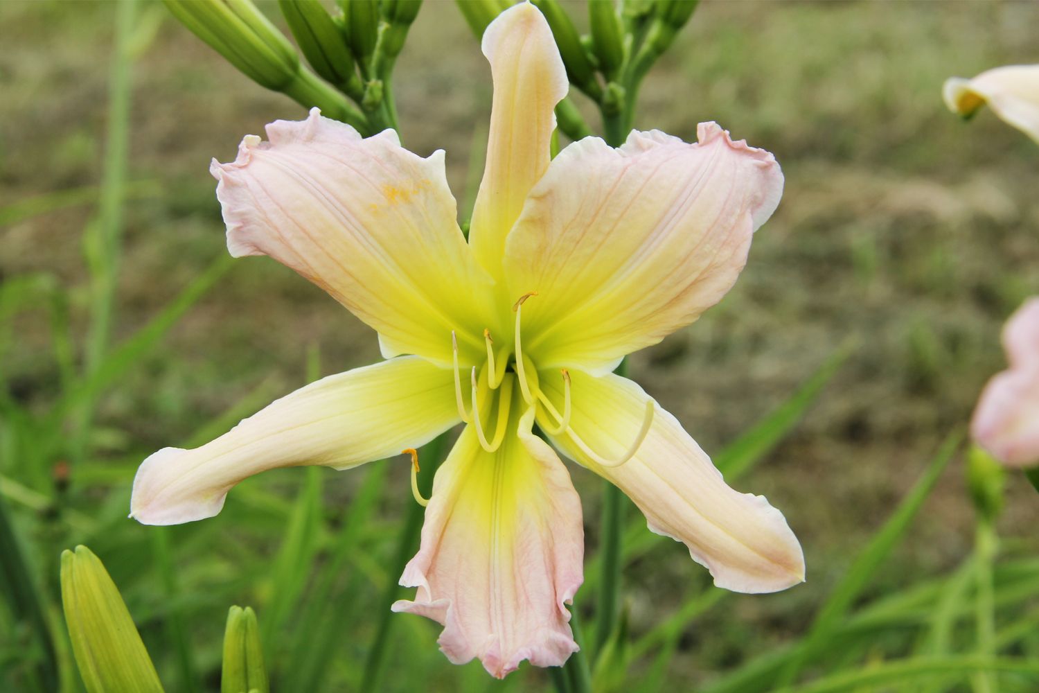 Hemerocallis 'Phial of Galadriel' Großblumige Taglilie