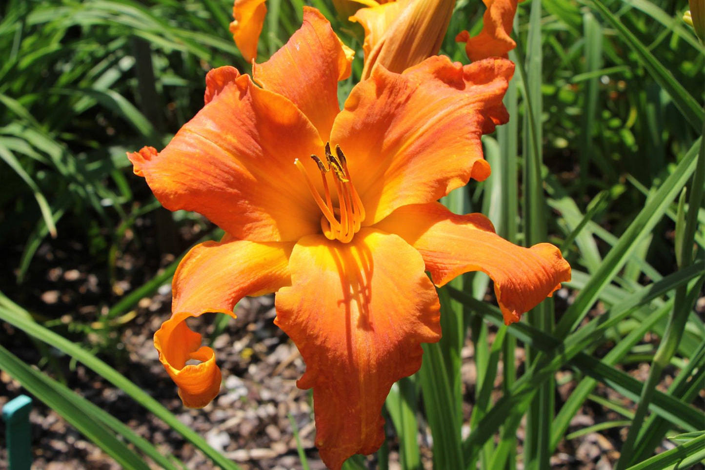 Hemerocallis 'Primal Scream' Großblumige Taglilie