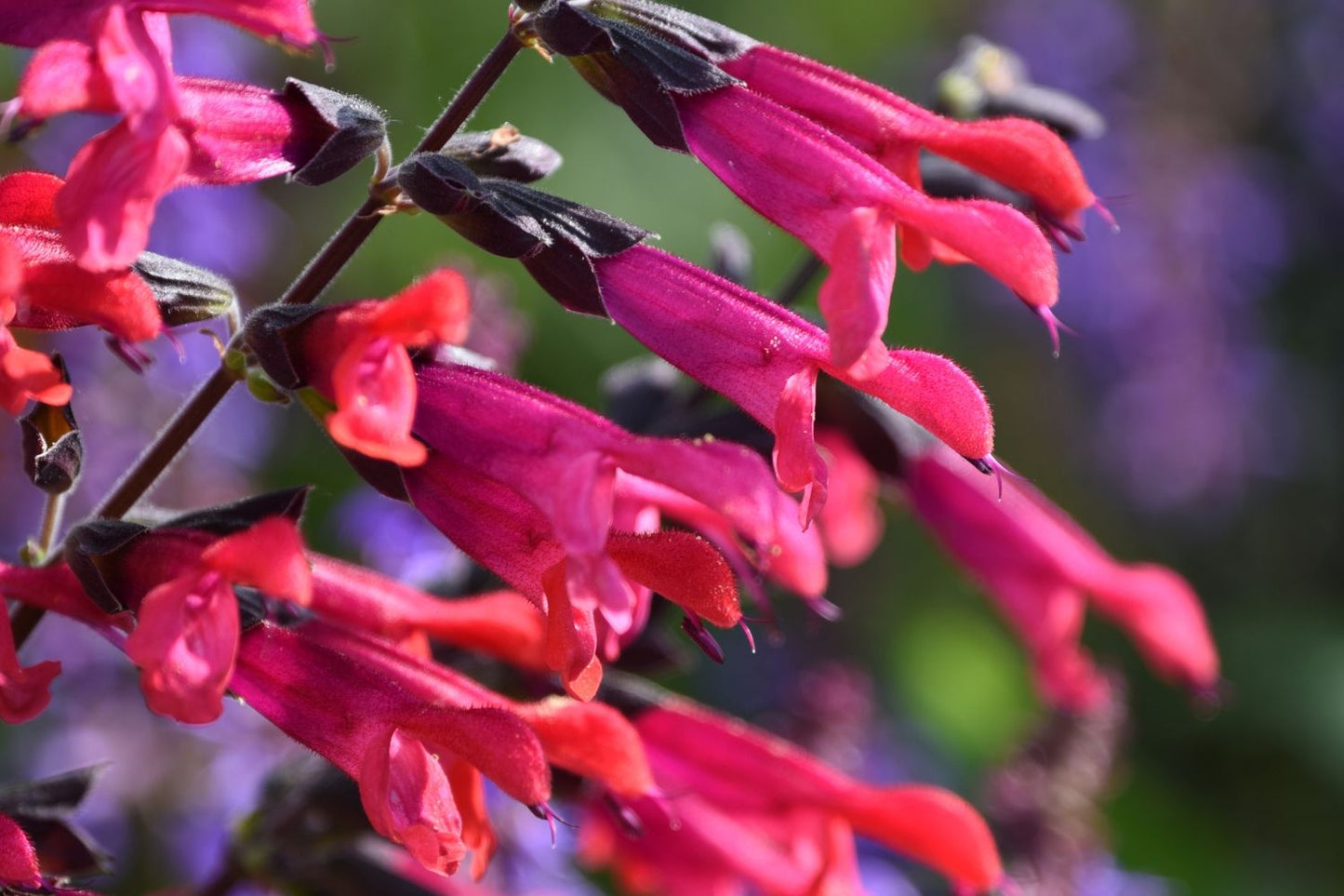 Salvia 'Amante' Sommer-Salbei