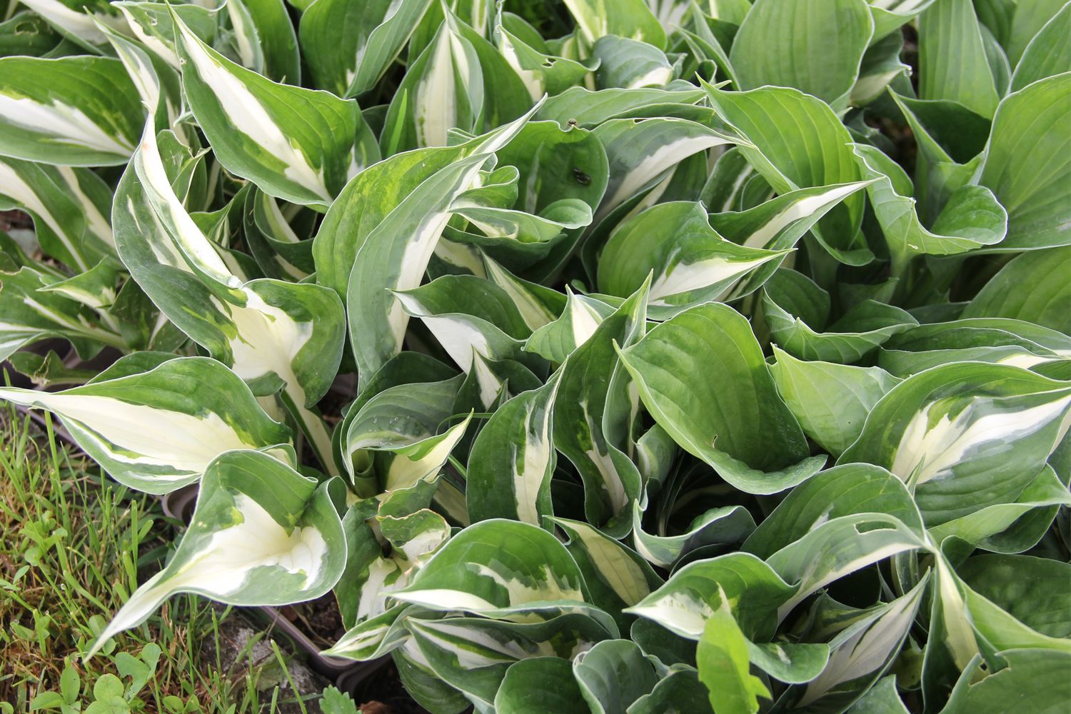 Hosta 'Amazone' Funkie