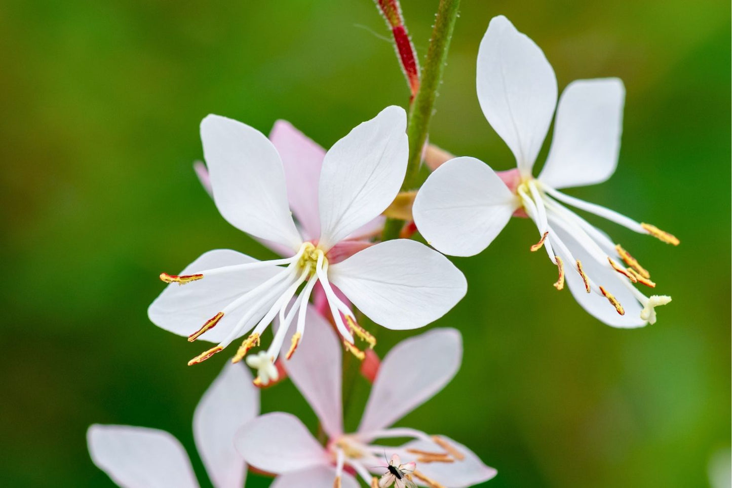 Gaura lindheimeri 'Graceful White' Prachtkerze