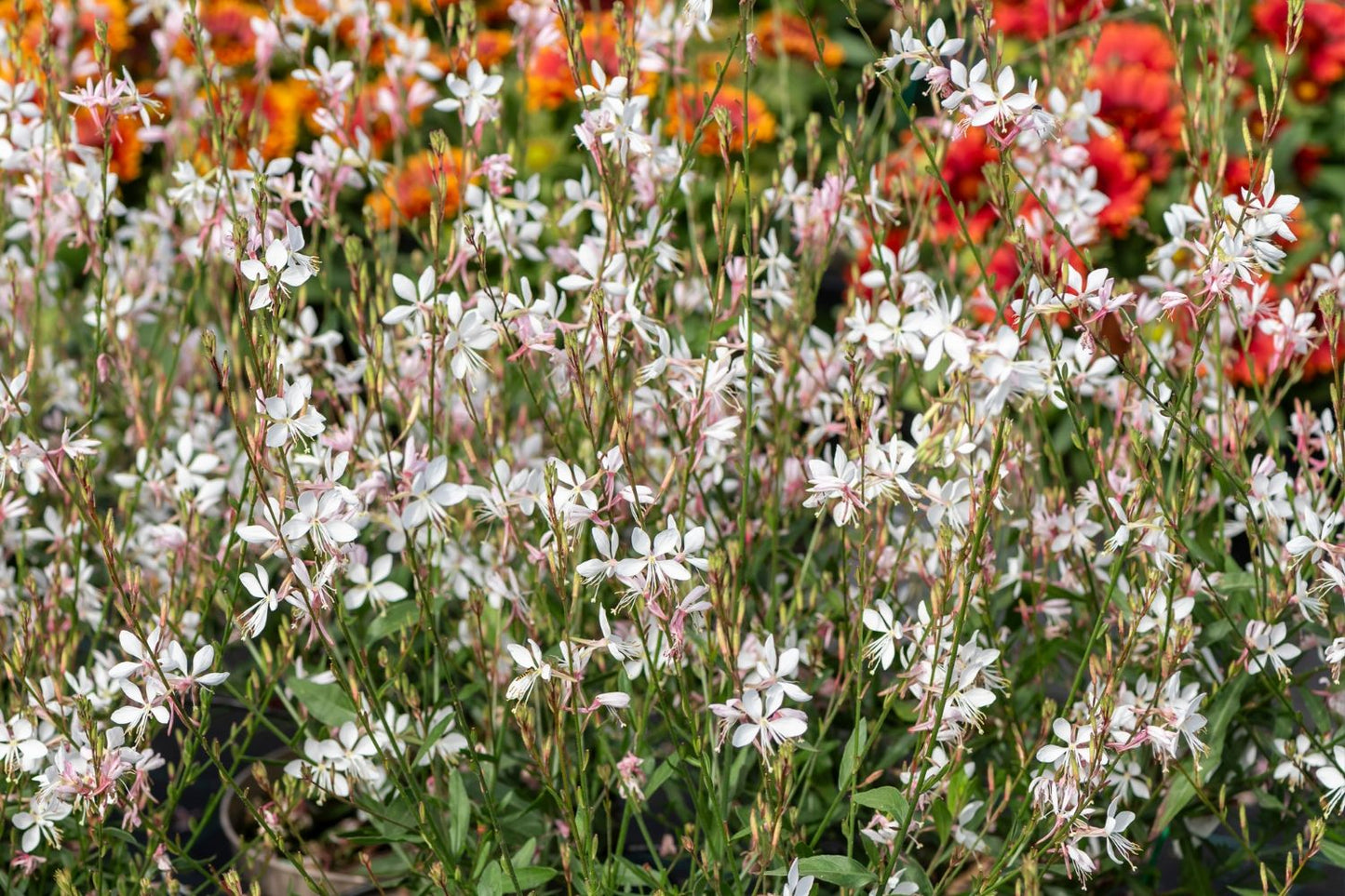 Gaura lindheimeri 'Graceful White' (Prachtkerze)