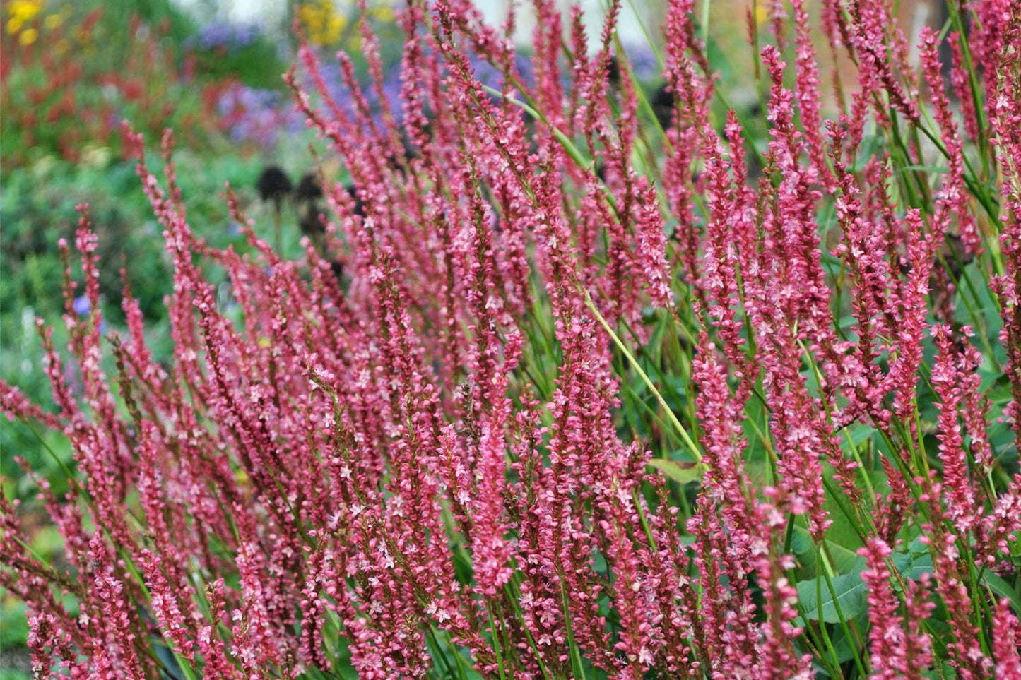 Bistorta amplexicaulis 'JS Seven Oaks Village' ® Kerzenknöterich
