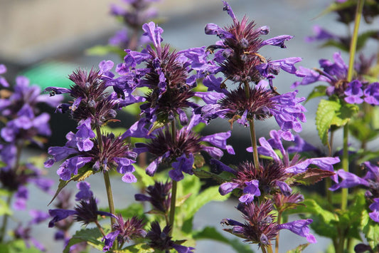 Nepeta kubanica 'Neptune' Großblumige Katzenminze