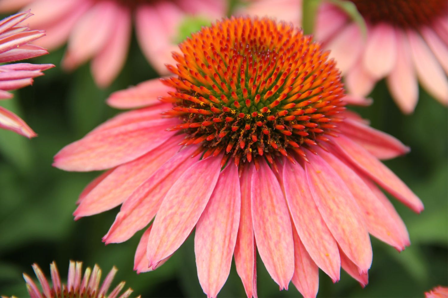 Echinacea 'Satisfy' Scheinsonnenhut